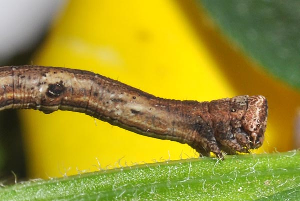 Chenille � terme, Les Mathes (Charente-Maritime).